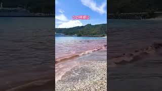 サンゴの産卵に染まるビーチ 製氷海岸 小笠原諸島 父島 #shorts