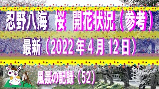 忍野八海　桜　開花状況  (参考）【　近況（2022年4月12日)　】