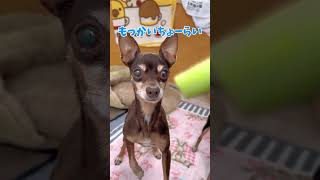 サラリー犬キュウリを食べる任務 #ミニピン #チワピン