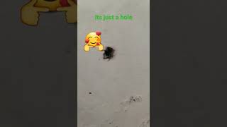 part 2 of pov when u see a spider (REAL) it's actually a hole 🕳️