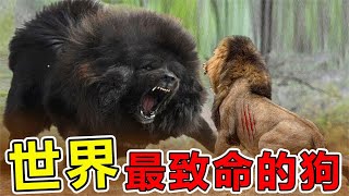 世界上“最致命”的10只惡犬，咬合力800公斤，可獵殺獅子和野豬，全球禁止飼養#世界之最#世界之最top #腦洞大開#出類拔萃#前10名#top10 #動物#狗