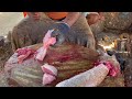 kasimedu 🔥 cheetah durai hen fish cutting video in kasimedu ff cutting 🔪