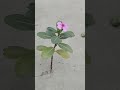 A lone Periwinkle on the hydro proof coated roof...