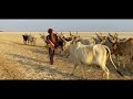 tharparkar s cattle crossing the rann of kutch