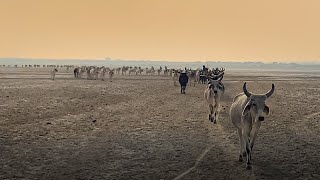 Tharparkar's Cattle Crossing the Rann of Kutch