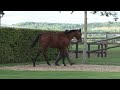 arqana 2022.10 lot n° 517 m. lawman x allegro eria présenté par le haras de grandcamp