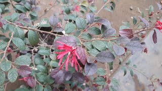 ലോറോപെറ്റാലം/Loropetalum plant care in malayalam