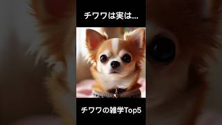 チワワの雑学Top5 / Top5 Trivia of Chihuahua　#chihuahua #dog  #trivia