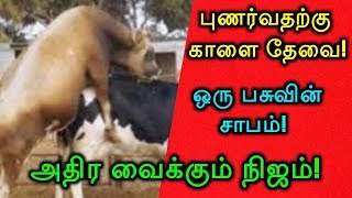 புணர்வதற்கு காளை தேவை! ஒரு பசுவின் சாபம்! அதிர வைக்கும் நிஜம்!