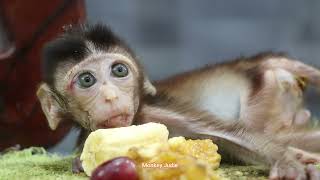 Oops!! So pitiful baby monkey Ting Ting lying down on blanket and crying loudly