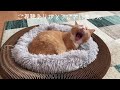 cat toys magic organ cats that use unexpectedly