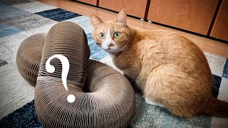 Cat toys [Magic Organ] Cats that use unexpectedly