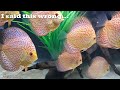 top 10 worst community aquarium fish part 2