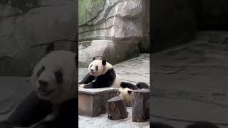 挂在妈妈身上出场！妈宝男大熊猫“渝可”  #panda #パンダ #大熊猫