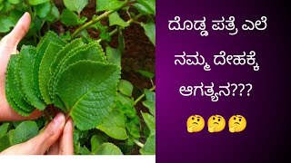 ಈ ಒಂದು ಎಳೆ ಇದ್ದರೆ ಸಾಕು ನಮ್ಮ ದೇಹದಲ್ಲಿ ಬರುವ ಕಾಯಿಲೆಗೆ ರಾಮಬಾಣ 💯💯💯