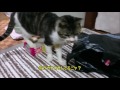 じゃれて遊ぶ猫　リキちゃん　猫じゃらし×ビニール袋　【リキちゃんねる　猫動画】cute cat