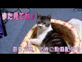 じゃれて遊ぶ猫　リキちゃん　猫じゃらし×ビニール袋　【リキちゃんねる　猫動画】cute cat