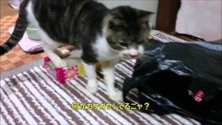 じゃれて遊ぶ猫　リキちゃん　猫じゃらし×ビニール袋　【リキちゃんねる　猫動画】Cute cat