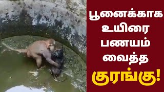 பூனை குட்டியின் உயிரை காப்பாற்ற குரங்கு செய்த பாச போராட்டம்! பார்ப்போரை நெகிழவைத்த குரங்கு!