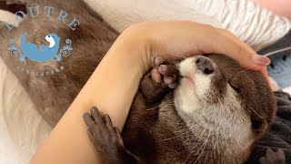 Gentle Kids Giving A Massage To Their Mom Otter