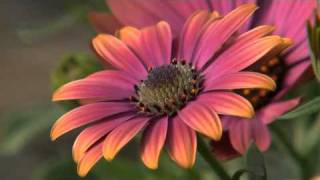 African Daisy - MSU Extension Service