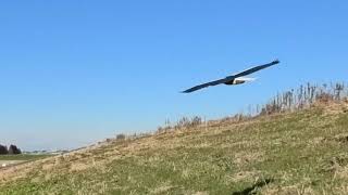 オオワシ 顔面ラダーと尾のチルトで旋回 　Steller's sea eagle turns using facial rudder and tail tilt