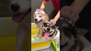 家里养了两只好脾气小狗是种什么体验柴犬金十月 柴犬 依宝鲜肉粮  依宝宠物牛奶