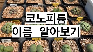 코노피튬 이름 알아보기