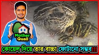 জাপানিজ কোয়েল পাখি কি নিজের ডিম ফোটাতে পারে  🤔  How to hatch Quail egg by quail itself ⚡ Jactok