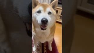 柴犬福 顎に雪見大福と言われちゃう柴犬🤣Sister and Shiba🤣#姉と柴 #shorts #funny #funnydog #dogshorts #shiba #柴犬 #시바견