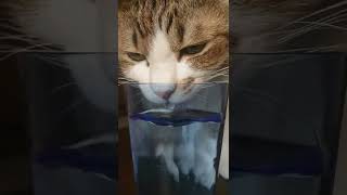 【コップで水を飲む猫】