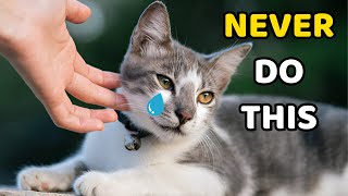 10 Things a Cat Will NEVER Forgive (#4 Will Shock You)