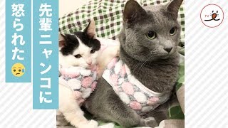 先輩ニャンコに喝を入れられた子猫😟 しょんぼり顔が可愛すぎる❤️【PECO TV】