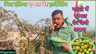 Miss India 🍏 apple ber harvesting | गमले में एप्पल बेर कैसे उगाए | एप्पल बेर | Apple ber harvesting