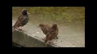 Starlings