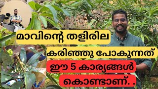 മാവിന്റെ തളിർ ഇലകൾ കരിഞ്ഞു പോകുന്നുണ്ടോ? | HOW TO PREVENT MANGO LEAVES DISEASE |#agriculture