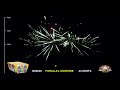 PARALLEL UNIVERSE BS8020 BRIGHT STAR FIREWORKS
