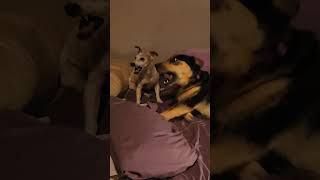 The wrestling match ends when Spikey says it's over 🤣#lovewins #funny #funnyanimal #husky #dog