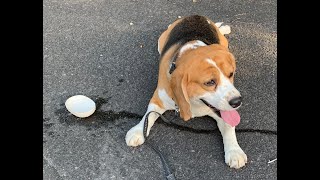 【休憩犬】大好きな神社で大冒険し帰宅途中に休憩を決定したビーグル犬・・・Healing/dog　癒し/犬　ビーグル/BEAGLE　セラピー犬