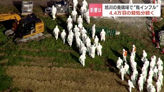 “採卵用”養鶏場で鳥インフル…4.4万羽の殺処分続く　鈴木直道知事「直ちに卵の流通や価格に影響を与えるものではない」北海道旭川市