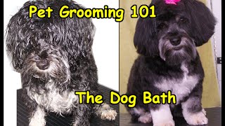 Pet Grooming 101 - The Dog Bath