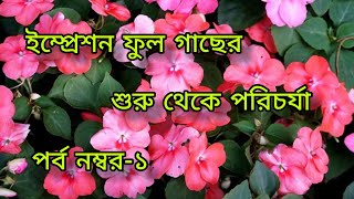 শীতে ইম্প্রেশন গাছের পরিচর্যা। পর্ব নম্বর-১