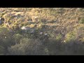 huge troop of vervet monkeys