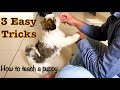 How to teach your puppy 3 basic tricks | Cutest Shih Tzu video | Mimi