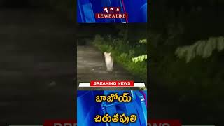 నెల్లూరు జిల్లాలో చిరుతపులి‌ సంచారం...భయాందోళనలో ప్రజలు‌ #leopard #tiger #india