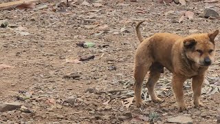 អរុណសួស្តីមណ្ឌលគិរី | Good morning Mondulkiri , Cambodia  🇰🇭