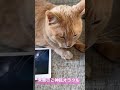 🐈今日のあなたを占いました🐈猫の常務のオラクル占い🔮 占い 恋愛 猫 オラクルカード