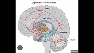 ABPP-CN: Major Neurotransmitters