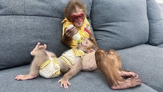 Kobi takes good care of baby monkey Mon