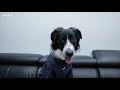 강아지 보더콜리 생애 처음으로 옷을 입어봤어요. dog bordercollie tries on clothes for first time dog shopping